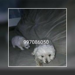 Poodle verdadeiros ursinhos 31997086050