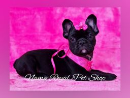 Título do anúncio: Bulldog francês fêmea cor black no Namu Royal - FOTOS REAIS 
