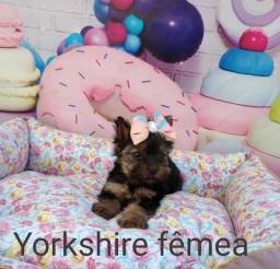 Título do anúncio: Filhotes de Yorkshire fêmea