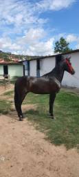 Título do anúncio: Cavalo Mangalarga Machador