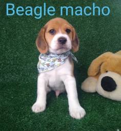 Título do anúncio: Beagle macho já vacinado 