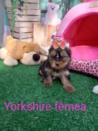 Título do anúncio: Yorkshire terrier um amor para a sua família 