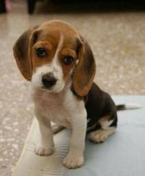 Título do anúncio: Beagle fêmea e machinho com garantias em contrato 