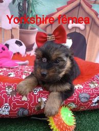 Título do anúncio: Yorkshire terrier confira hoje mesmo 