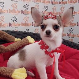 Título do anúncio: Chihuahua Filhotes
