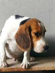 Título do anúncio: Cachorro Beagle 