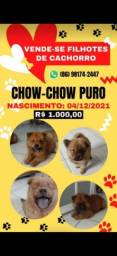 Título do anúncio: Vende-se filhotes de Chow Chow