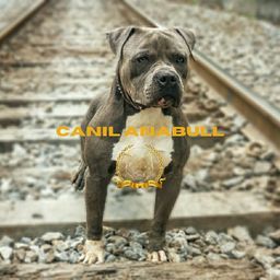 Título do anúncio: Maximum Power of the United States American Bully Blue Nose - Pitbull