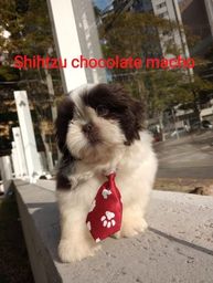 Título do anúncio: Shihtzu macho filhote chocolate 