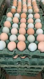 Título do anúncio: Revenda de Ovos de Capoeiras (Coloridos)
