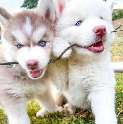 Título do anúncio: lindos filhotes de husky siberiano 