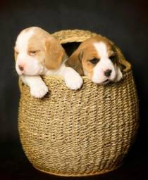 Título do anúncio: Filhotinhos de Beagle 