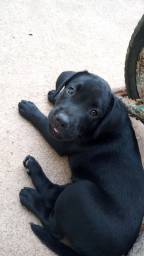 Título do anúncio: Filhotes Labrador fêmea preta