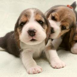 Título do anúncio: Beagle filhotes disponíveis.