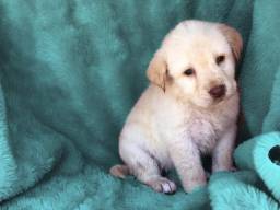 Título do anúncio: Labrador com pedigree e microchip em até 12x