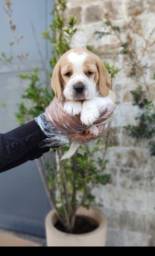 Título do anúncio: Beagle - Assistência veterinária 