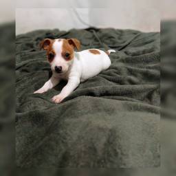 Título do anúncio: Filhote macho Jack Russel Terrier disponíveis para pronta entrega, NASCIMENTO 25/06/22
