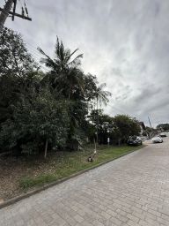 https://img.olx.com.br/thumbs256x256/13/132552649095161.jpg