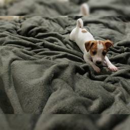 Título do anúncio: Filhote macho Jack Russel Terrier disponíveis para pronta entrega, NASCIMENTO 25/06/22