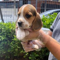 Título do anúncio: Filhotinhos de beagle disponível 