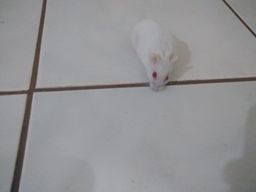 Título do anúncio: Hamster russo anão branco