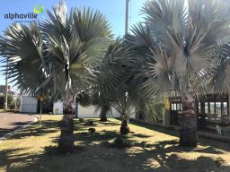 https://img.olx.com.br/thumbs256x256/13/135551647302506.jpg