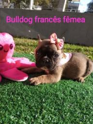 Título do anúncio: bulldog francês fêmea e macho