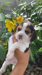 Título do anúncio: Beagle com pedigree e microchip em até 12X