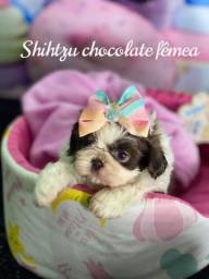 Título do anúncio: Fêmea Shih tzu chocolate 50 dias 
