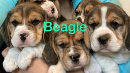 Título do anúncio: beagle disponível 