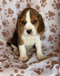 Título do anúncio: Beagle com pedigree e microchip 