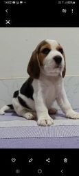 Título do anúncio: Filhotes de beagle , pai e mãe com pedigre !!