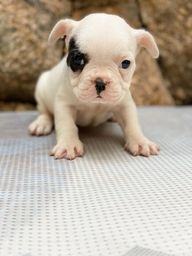 Título do anúncio: Filhotinhos de bulldog francês disponível / vacina inclusa / 100% de garantia