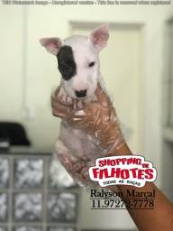 Título do anúncio: Bull Terrier, pronta entrega com pedigree, em 12x sem juros