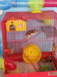 Título do anúncio: Hamster com gaiola  ,já usada  com acessórios 