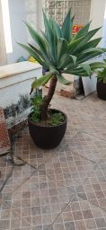 https://img.olx.com.br/thumbs256x256/13/139533645646994.jpg
