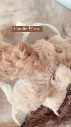 Título do anúncio: Filhotes poodle toy