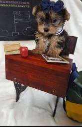 Título do anúncio: Yorkshire Terrier micros disponível!!!