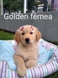 Título do anúncio: lindos filhotes de golden retriever a venda em curitiba 
