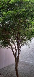 https://img.olx.com.br/thumbs256x256/14/141542285718786.jpg