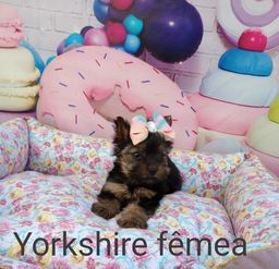 Título do anúncio: Linda fêmea de yorkshire filhote disponível 