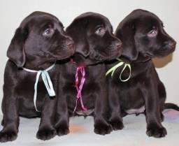 Título do anúncio: Filhotes disponíveis... Labrador...com pedigree,...