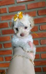 Título do anúncio: Fêmeas Poodle mini Toy, Olhos Azuis 