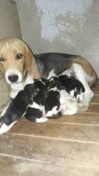 Título do anúncio: Filhotes De Beagles Disponível Com Pedigree