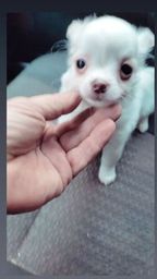 Título do anúncio: Chihuahua branco neve pelo longo
