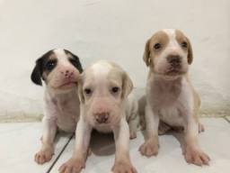 Título do anúncio: Vende-se filhotes da raça beagle 