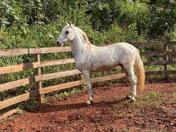 Título do anúncio: Cavalo mangalarga paulista 