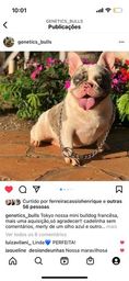 Título do anúncio: Bulldog francês exótico 