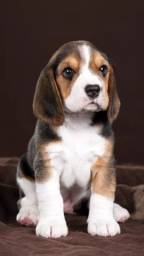Título do anúncio: Beagle