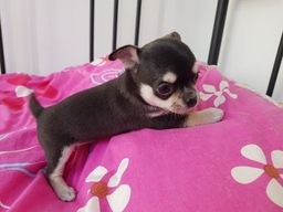 Título do anúncio: Chihuahua Lindos filhotes, á pronta entrega, garantia total de saúde em contrato